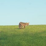 Un beau renard sur les terres du Parc Ste Barbe.-7 décembre 2022- Nadège Trogu