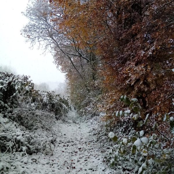 Chemin de la Gaubergerie-21/10/24-Odile