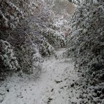 Chemin de la Gaubergerie-21/10/24-Odile